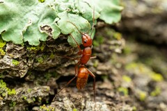 Camponotus schaefferi