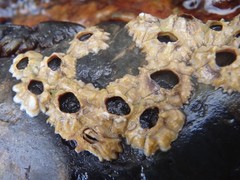 Chthamalus antennatus