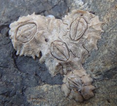 Chthamalus antennatus