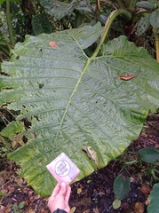 Xanthosoma