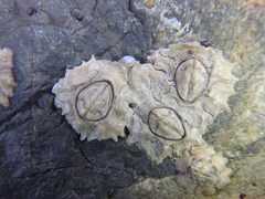 Chthamalus antennatus