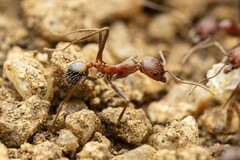 Novomessor albisetosus