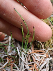 Equisetum scirpoides