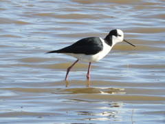 Himantopus mexicanus melanurus