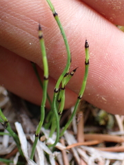 Equisetum scirpoides