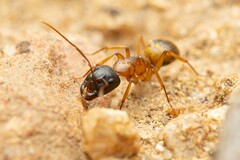 Camponotus sansabeanus