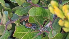 Phidippus adumbratus