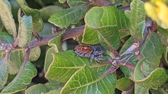 Phidippus adumbratus