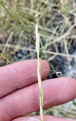 Pseudoroegneria spicata