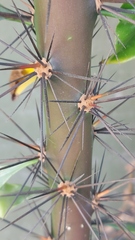Pereskia grandifolia grandifolia