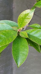 Pereskia grandifolia grandifolia