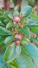 Pereskia grandifolia grandifolia