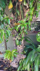 Pereskia grandifolia grandifolia