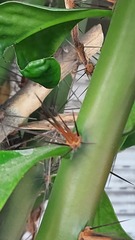 Pereskia grandifolia grandifolia