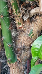 Pereskia grandifolia grandifolia