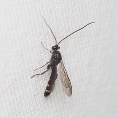 Metopius fuscipennis