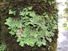 Pseudocyphellaria glabra