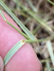 Pseudoroegneria spicata