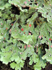 Pseudocyphellaria glabra