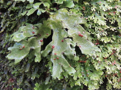 Pseudocyphellaria glabra