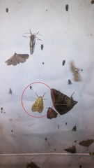 Lophocampa