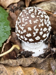 Amanita pantherina