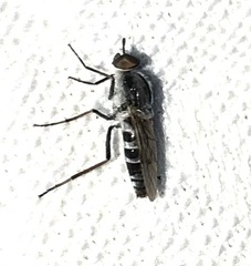 Therevidae