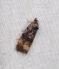Endothenia