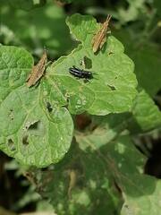 Sphenarium purpurascens