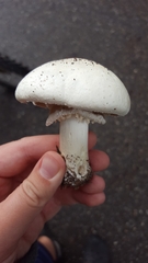 Agaricus arvensis