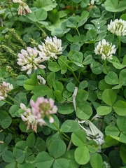 Trifolium repens