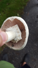 Agaricus arvensis