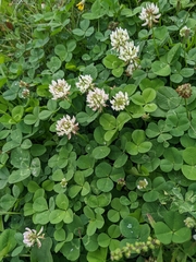 Trifolium repens