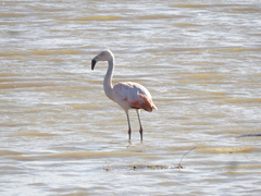 Phoenicopterus chilensis