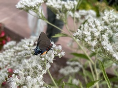 Atlides halesus