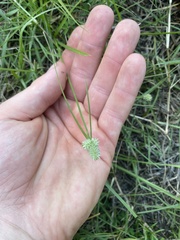 Cyperus sesquiflorus