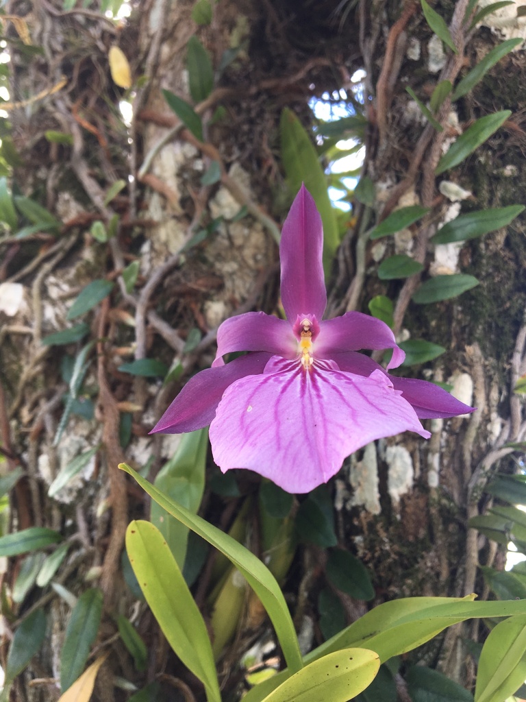 Miltonia moreliana