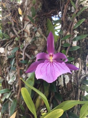 Miltonia moreliana