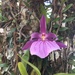 Miltonia moreliana - Photo (c) Geovane Siqueira, some rights reserved (CC BY-NC), uploaded by Geovane Siqueira