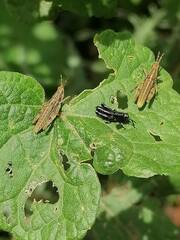 Sphenarium purpurascens