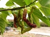 Himalayan Mulberry - Photo (c) user:yelod, some rights reserved (CC BY-SA)