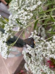 Atlides halesus