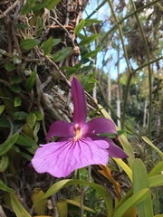Miltonia moreliana