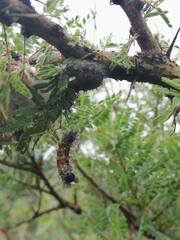 Catasticta nimbice