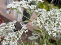 Atlides halesus