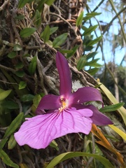 Miltonia moreliana