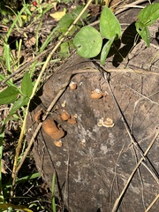 Crepidotus crocophyllus