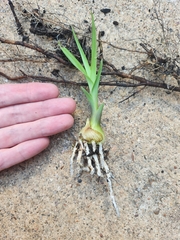 Eulophia graminea