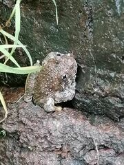 Hyla arenicolor