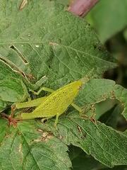 Sphenarium purpurascens